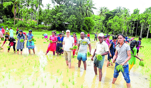 konaje paddy